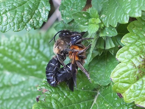 Megachile sculpturalis Paarung