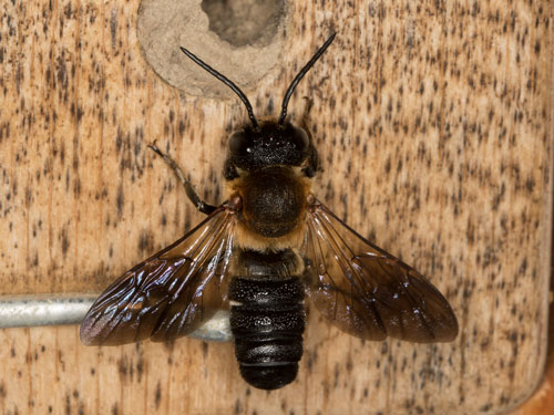 Megachile willughbiella