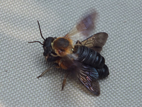 Megachile sculpturalis Mating