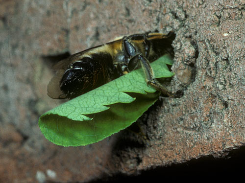 Megachile willughbiella