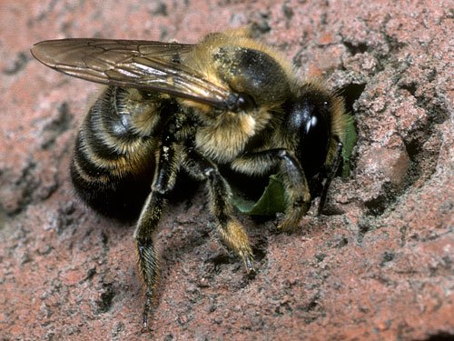 Megachile willughbiella
