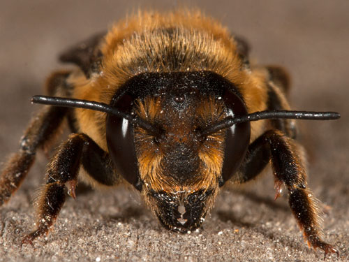 Megachile willughbiella