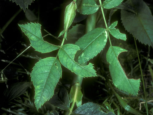 Megachile willughbiella