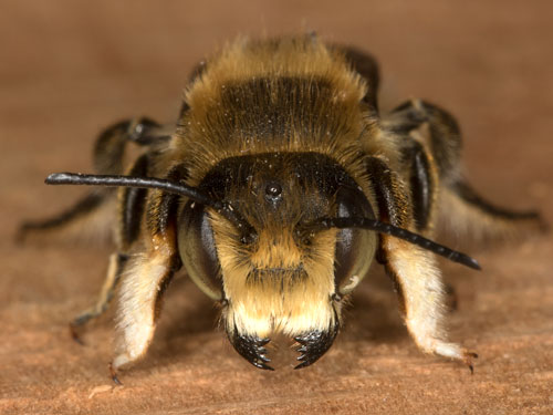 Megachile willughbiella