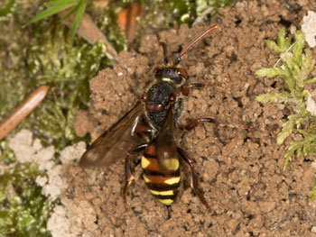 Nomada armata