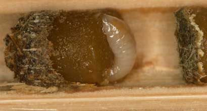 Osmia caerulescens Brutzelle mit Larve