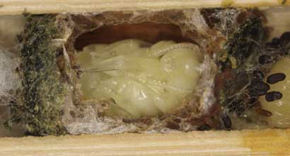Osmia caerulescens Puppe