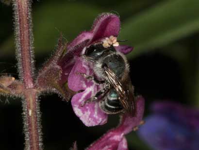 Osmia caerulescens Weibchen an Stachys sylvatica