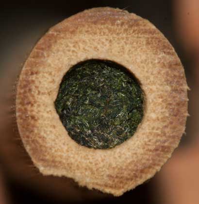 Osmia caerulescens Nestverschluß