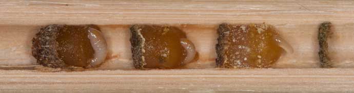 Osmia caerulescens Nest