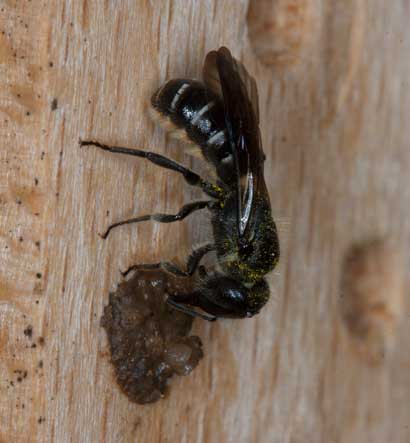 Chelostoma florisomne mit Pollen