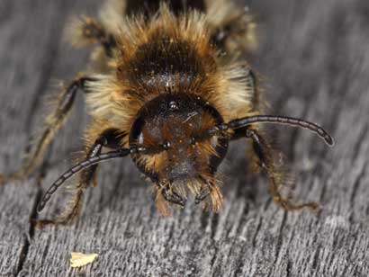 Chelostoma florisomne Männchen frontal