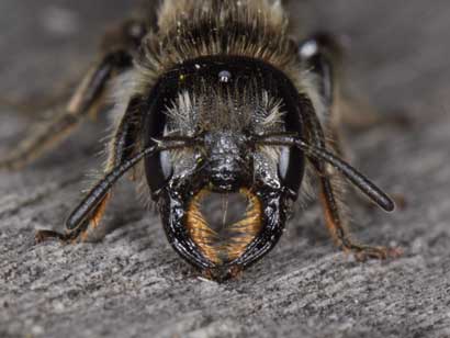 Chelostoma florisomne Weibchen frontal