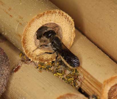 Chelostoma florisomne säubert altes Nest