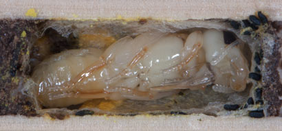 Chelostoma florisomne Puppe