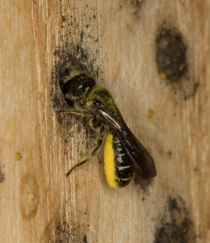 Chelostoma florisomne mit Pollen