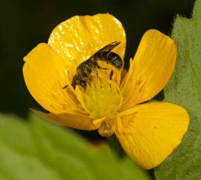 Chelostoma florisomne an Ranunculus