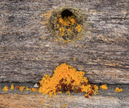 Osmia truncorum