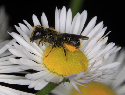 Osmia truncorum Pollen sammelnd