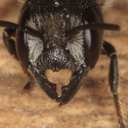 Osmia truncorum frontal