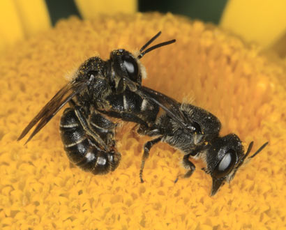 Osmia truncorum Kopula