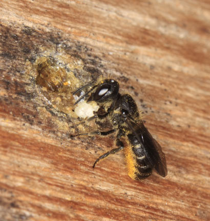 Osmia truncorum Nest verschließend