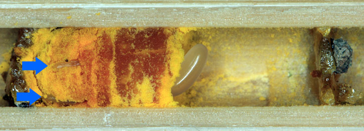 Osmia truncorum Brutzelle
