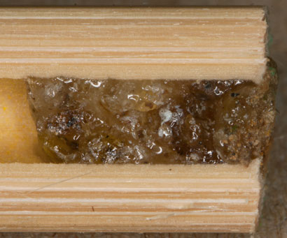 Osmia truncorum Nestverschluß