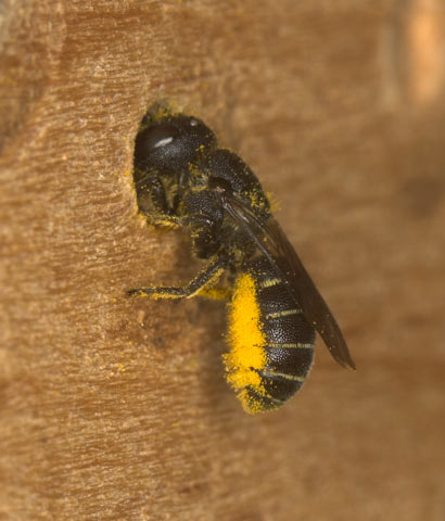 Osmia truncorum a, Nest