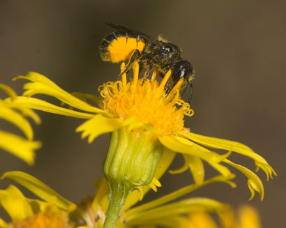 Osmia truncorum auf Senecio jacobaea