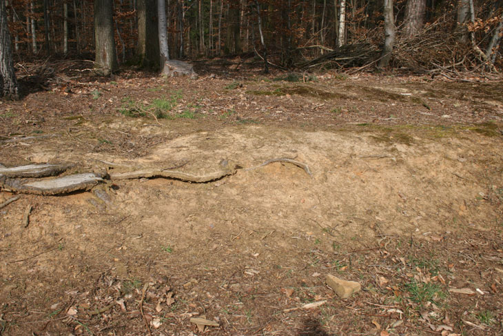 Nistplatz Anthidium byssinum