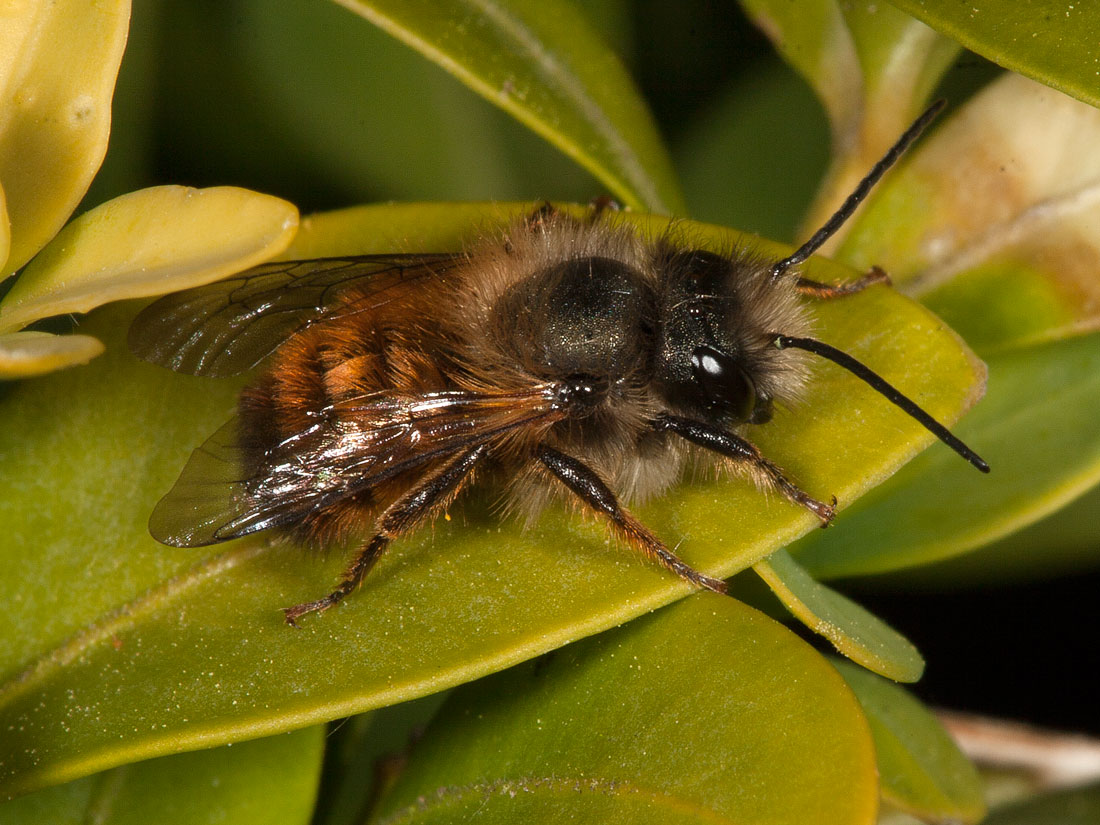 osmia_bicornis_2008_1552_fs
