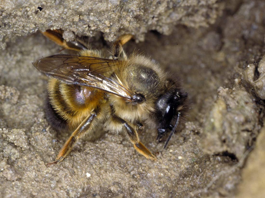 osmia_bicornis_lehmgrube_fs