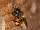 osmia_bicornis_09_2227_fs