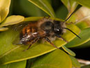 osmia_bicornis_2008_1552_fs
