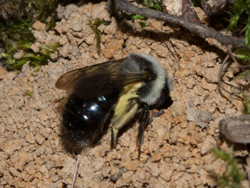 Andrena cineraria