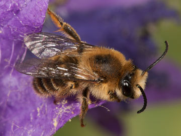 Melitta haemorrhoidalis Männchen
