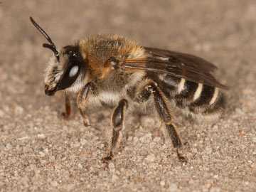 Melitta tricincta Weibchen