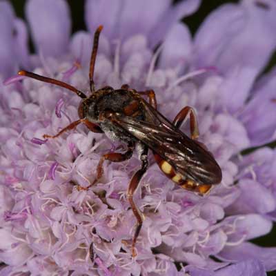 Nomada armata