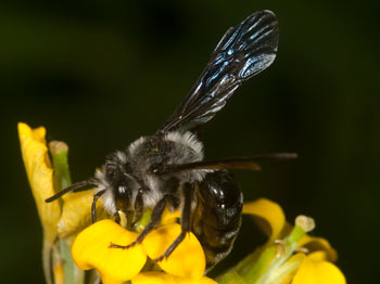 Andrena agilissima