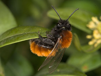 Andrena fulva