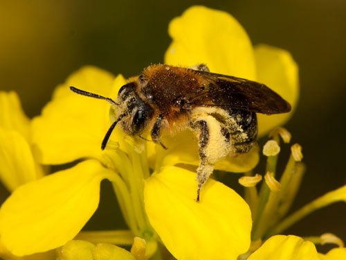 Andrena lagopus