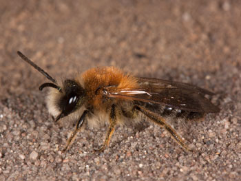 Andrena nitida