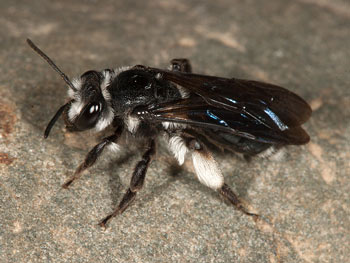 Andrena agilissima