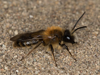Andrena fulva