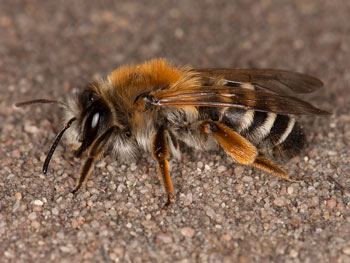 Andrena gravida