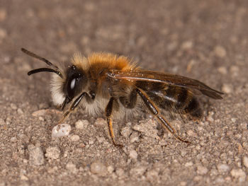 Andrena gravida