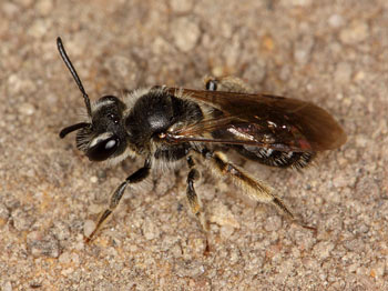 Andrena minutula
