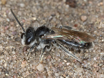 Andrena minutula