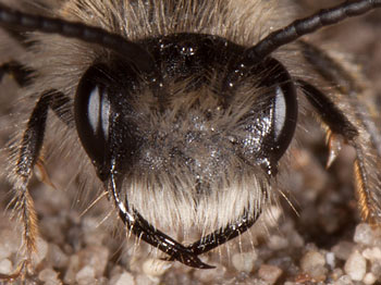 Andrena mitis